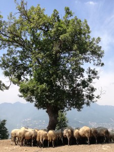 Ben presto si stenta a credere che siamo partiti dal Centro Storico di Salerno