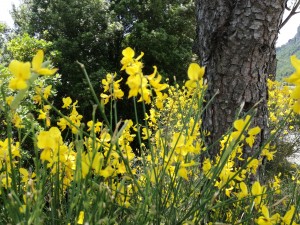 Ginestre in Fiore